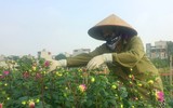 Làng Khương Hạ vào mùa hoa Tết
